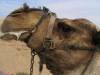 Camel_6305
