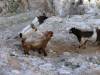 GoatsButting_6335