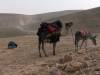 JudeanWilderness_6386