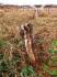 18TreesCut_6907 