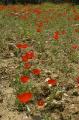 Poppies3297 