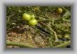 Tomatoes5745 * 3008 x 2000 * (1.92MB)