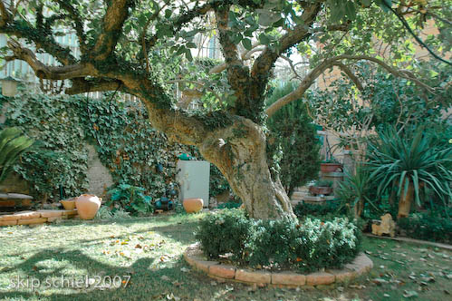 Backyard of Arab home