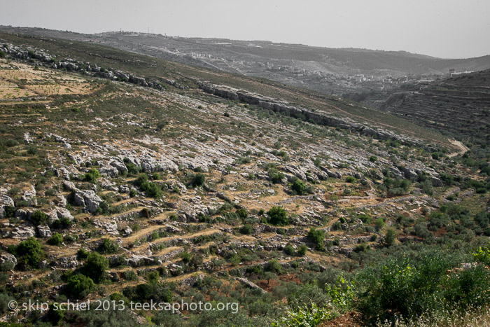 Palestine-Israel-Battir-Terraces-5112