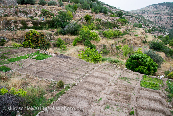 Palestine-Battir-Terraces-6179