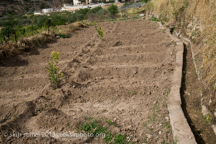 Palestine-Battir-Terraces-6192