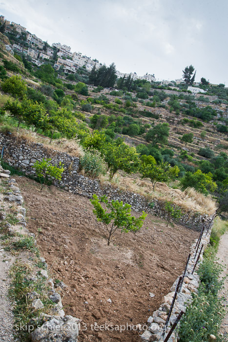 Palestine-Battir-Terraces-6221