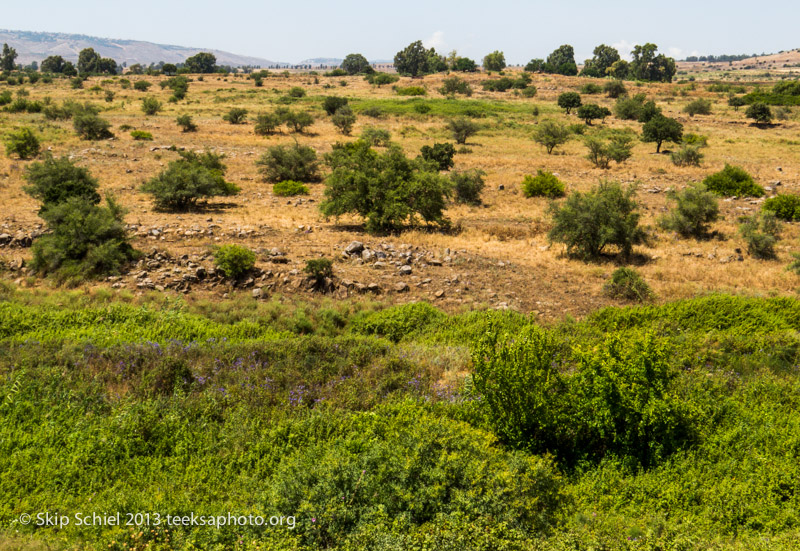 Israel-Golan-Tel Dan-5556