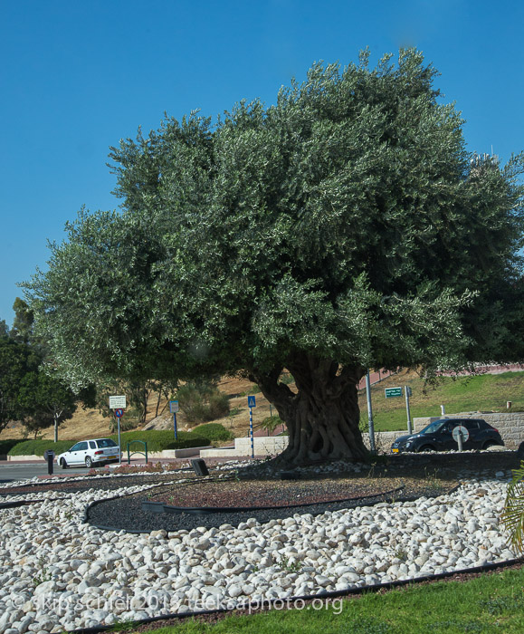 Palestine-Bedouin-Jahalin-6818