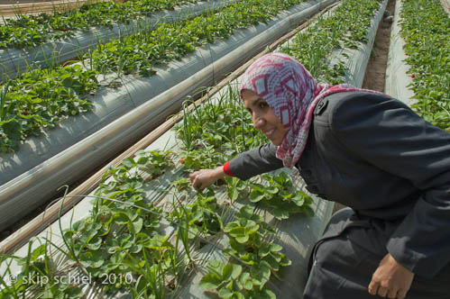 Gaza-water-MECA-5378