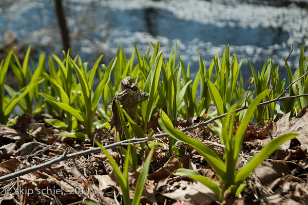 Charles River-spring-Watertown-7404