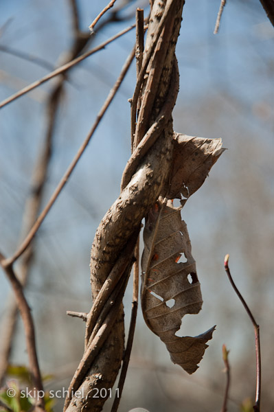 Charles River-spring-Watertown-7414