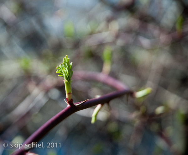 Charles River-spring-Watertown-7419