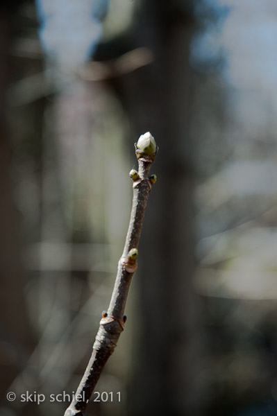 Charles River-spring-Watertown-7421