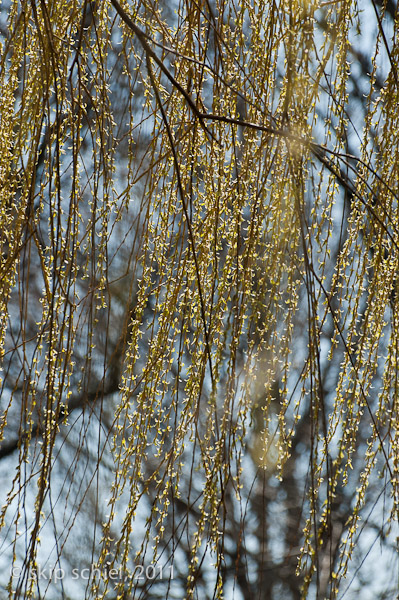 Charles River-spring-Watertown-7457