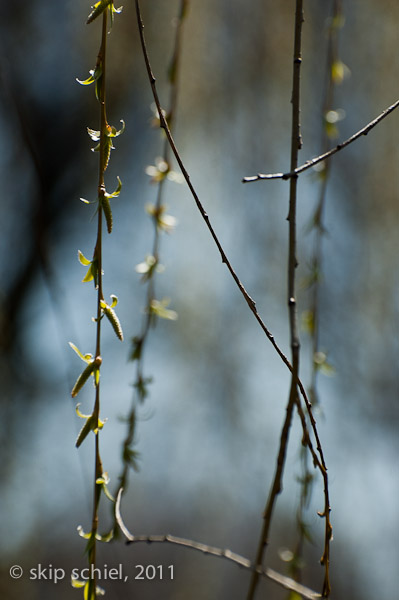 Charles River-spring-Watertown-7459