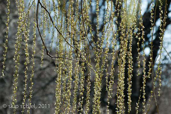 Charles River-spring-Watertown-7461