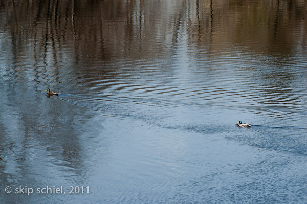 Charles River-spring-Watertown-7473