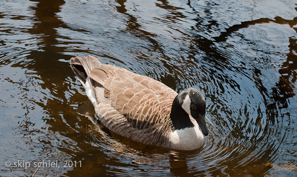 Charles River-spring-Watertown-7482