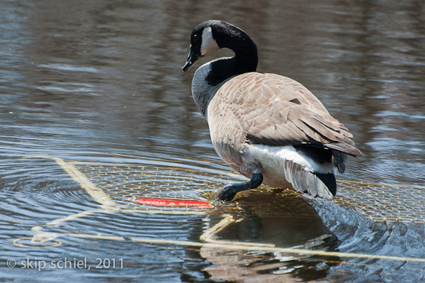 Charles River-spring-Watertown-7487