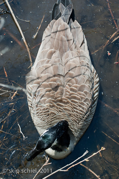 Charles River-spring-Watertown-7516