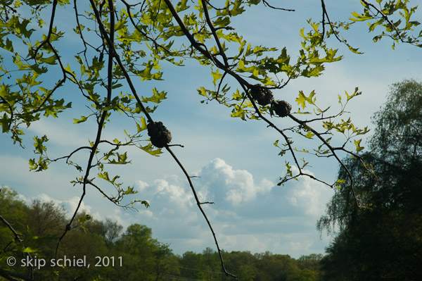 Charles River-8773