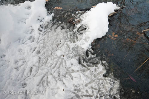 Boston-Emerald Necklace-Winter-6247