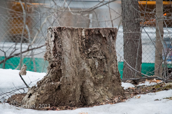 Emerald Necklace-Boston-Riverway-6925