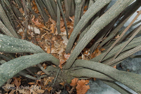 Emerald Necklace-Boston-Riverway-7037