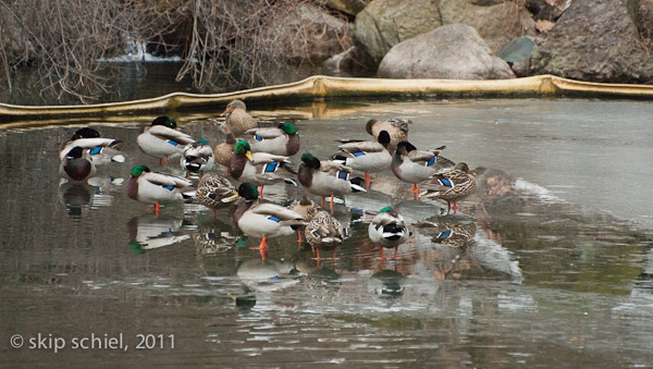 Emerald Necklace-Boston-Riverway-7090