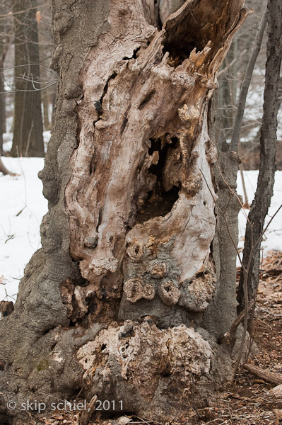 Emerald Necklace-Boston-Riverway-7097