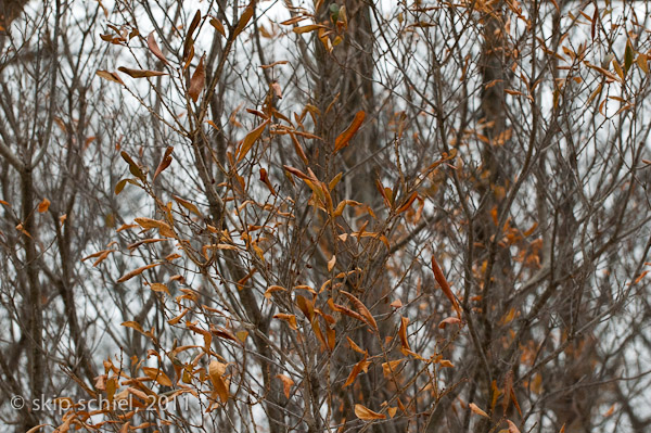 Emerald Necklace-Boston-Riverway-7116