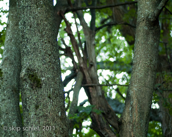 Audubon-Boston Nature Center-9839