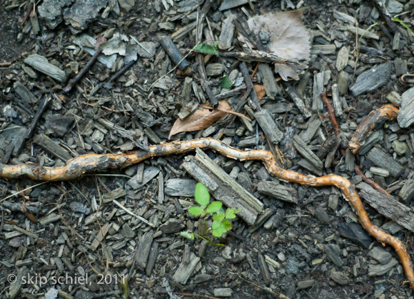 Audubon-Boston Nature Center-9851