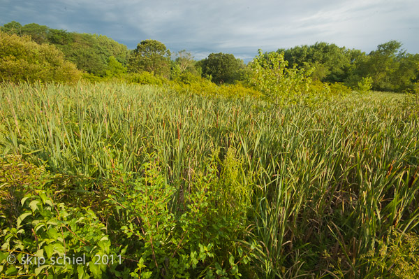 Audubon-Boston Nature Center-9862