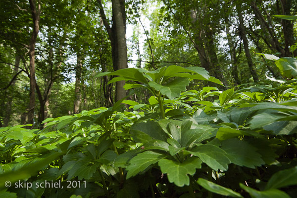 Audubon santuaries-Ipswich-9527