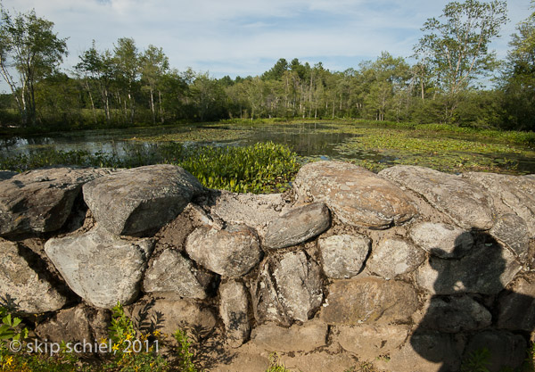 Audubon santuaries-Ipswich-9601