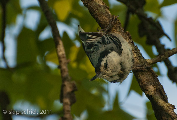 Audubon santuaries-Ipswich-9678