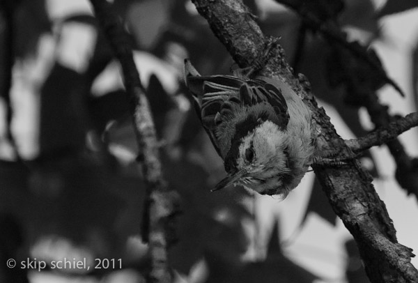 Audubon santuaries-Ipswich-9678