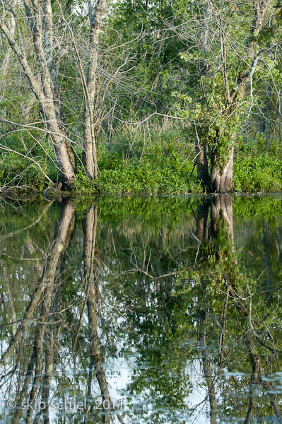 Audubon santuaries-Ipswich-9690