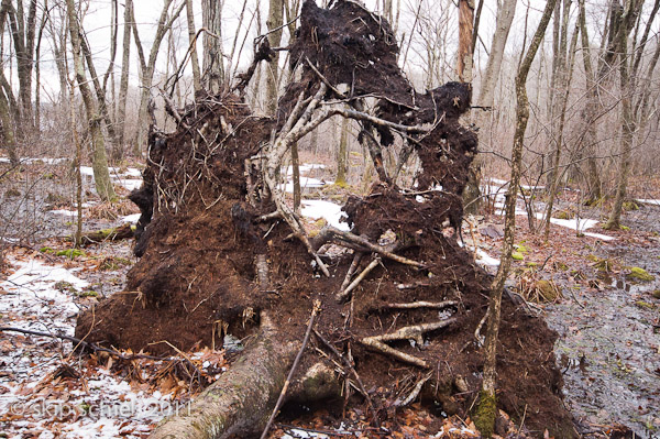 Tree-7448