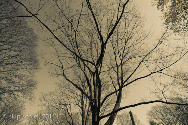 Tree-7628