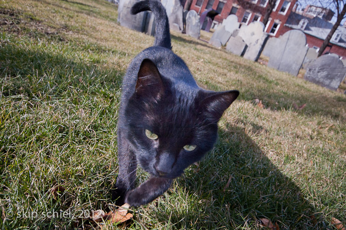 Boston Cemeteries-2176