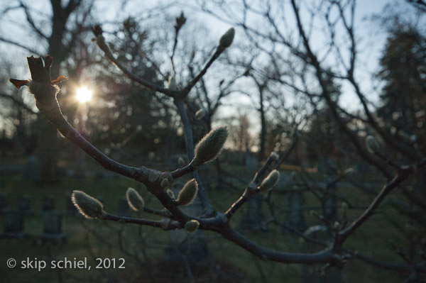 Mt Auburn Cemetery-2023