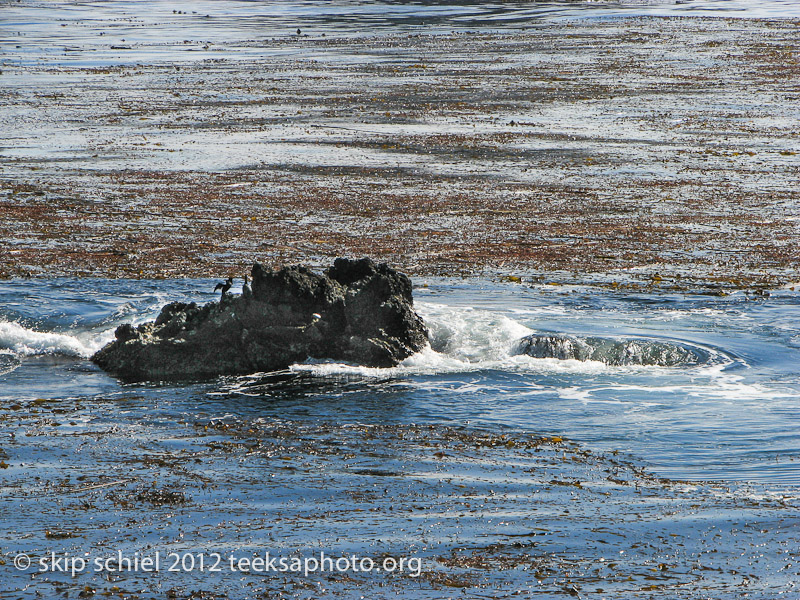 Point Lobos California-0592