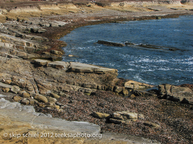 Point Lobos California-0604