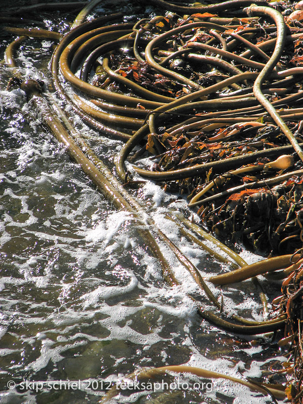 Point Lobos California-0622