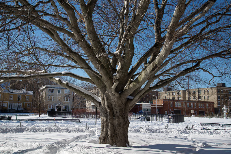 Cambridge-Snow-1671