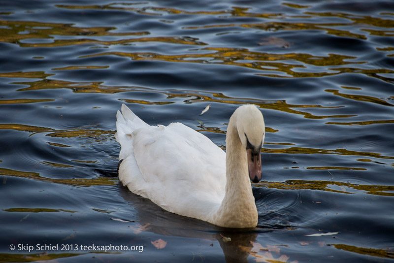 Charles River-dams-0276