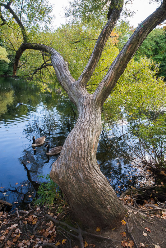 Charles River-Watertown-9622